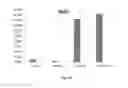 Fig. 14 - GENERATION OF MUSCLE-LINEAGE CLELS FROM STEM CELLS