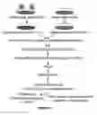 Fig. 02 - Method to increase the infectivity of virus particles