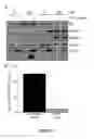 Fig. 04 - Method to increase the infectivity of virus particles