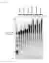Fig. 03 - DNA polymerase variant