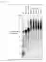 Fig. 04 - DNA polymerase variant