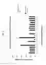 Fig. 07 - NOVEL GUIDE RNA/CAS ENDONUCLEASE SYSTEMS
