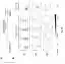 Fig. 11 - INTERCELLULAR LABELING OF LIGAND-RECEPTOR INTERACTIONS