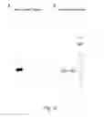 Fig. 25 - MEANS AND METHODS FOR PREPARING ENGINEERED PROTEINS BY GENETIC CODE EXPANSION IN INSECT CELLS