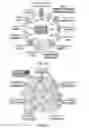 Fig. 03 - 3D synthetic tissue hydrogels