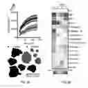 Fig. 04 - 3D synthetic tissue hydrogels