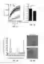 Fig. 16 - 3D synthetic tissue hydrogels