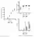 Fig. 51 - 3D synthetic tissue hydrogels