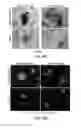 Fig. 59 - 3D synthetic tissue hydrogels