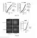 Fig. 27 - Methods of reducing expression of X-inactivation escapee genes and autosomal genes