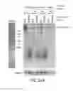 Fig. 35 - Methods of reducing expression of X-inactivation escapee genes and autosomal genes