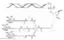 Fig. 02 - Serpina1 iRNA compositions and methods of use thereof