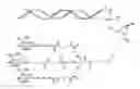 Fig. 03 - Serpina1 iRNA compositions and methods of use thereof