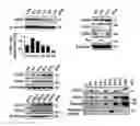 Fig. 01 - Method for improving memory using CCNY inhibitor