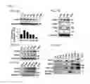 Fig. 02 - Method for improving memory using CCNY inhibitor