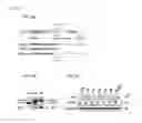 Fig. 07 - Method for improving memory using CCNY inhibitor