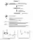 Fig. 02 - Chemically modified multifunctional short interfering nucleic acid molecules that mediate RNA interference