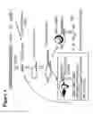 Fig. 04 - Chemically modified multifunctional short interfering nucleic acid molecules that mediate RNA interference