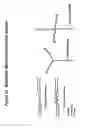 Fig. 30 - Chemically modified multifunctional short interfering nucleic acid molecules that mediate RNA interference