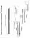 Fig. 33 - Chemically modified multifunctional short interfering nucleic acid molecules that mediate RNA interference
