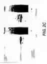 Fig. 05 - LENTIVIRAL TRIPLEX DNA, AND VECTORS AND RECOMBINANT CELLS CONTAINING LENTIVIRAL TRIPLEX DNA