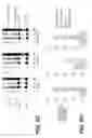 Fig. 10 - LENTIVIRAL TRIPLEX DNA, AND VECTORS AND RECOMBINANT CELLS CONTAINING LENTIVIRAL TRIPLEX DNA