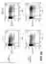Fig. 16 - LENTIVIRAL TRIPLEX DNA, AND VECTORS AND RECOMBINANT CELLS CONTAINING LENTIVIRAL TRIPLEX DNA