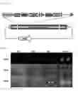 Fig. 13 - Viral vector targeting cancer stem cells