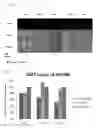 Fig. 14 - Viral vector targeting cancer stem cells