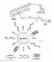 Fig. 02 - BIOLOGICALLY ACTIVE SYNTHETIC NANOPARTICLE CONSTRUCTS AND METHODS OF USE THEREOF