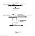 Fig. 02 - Site-specific serine recombinases and methods of their use