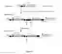 Fig. 12 - Site-specific serine recombinases and methods of their use