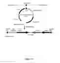 Fig. 14 - Site-specific serine recombinases and methods of their use