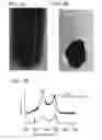 Fig. 07 - Method of producing electrically active bacteria reduced graphene oxide and electrically active bacteria reduced graphene oxide