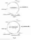 Fig. 10 - Polypeptides having catalase activity and polynucleotides encoding same