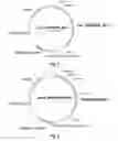 Fig. 11 - Polypeptides having catalase activity and polynucleotides encoding same