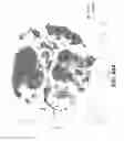 Fig. 101 - Sample indexing for single cells