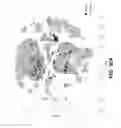 Fig. 103 - Sample indexing for single cells
