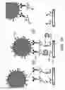 Fig. 25 - Method for identification and enumeration of nucleic acid sequences, expression, splice variant, translocation, copy, or DNA methylation changes using combined nuclease, ligase, polymerase, terminal transferase, and sequencing reactions