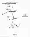 Fig. 06 - METHODS AND KITS FOR NUCLEIC ACID DETECTION