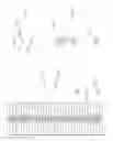 Fig. 17 - Response to EGFR blockade