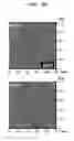 Fig. 11 - Transfer-free method for producing graphene thin film