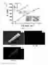 Fig. 04 - Membrane template synthesis of microtube engines