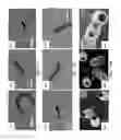 Fig. 12 - Membrane template synthesis of microtube engines
