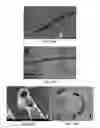 Fig. 16 - Membrane template synthesis of microtube engines