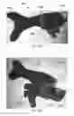 Fig. 11 - Semi-automatic firearm rapid-fire accessory