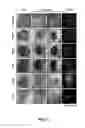 Fig. 03 - NON-HAZARDOUS OPTICAL CLEARING OF BIOLOGICAL SAMPLES