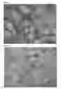 Fig. 02 - Method for predicting effect of drug