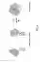 Fig. 08 - LIGAND INDUCIBLE POLYPEPTIDE COUPLER SYSTEM