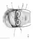 Fig. 12 - Releasably attachable augmented reality system for eyewear